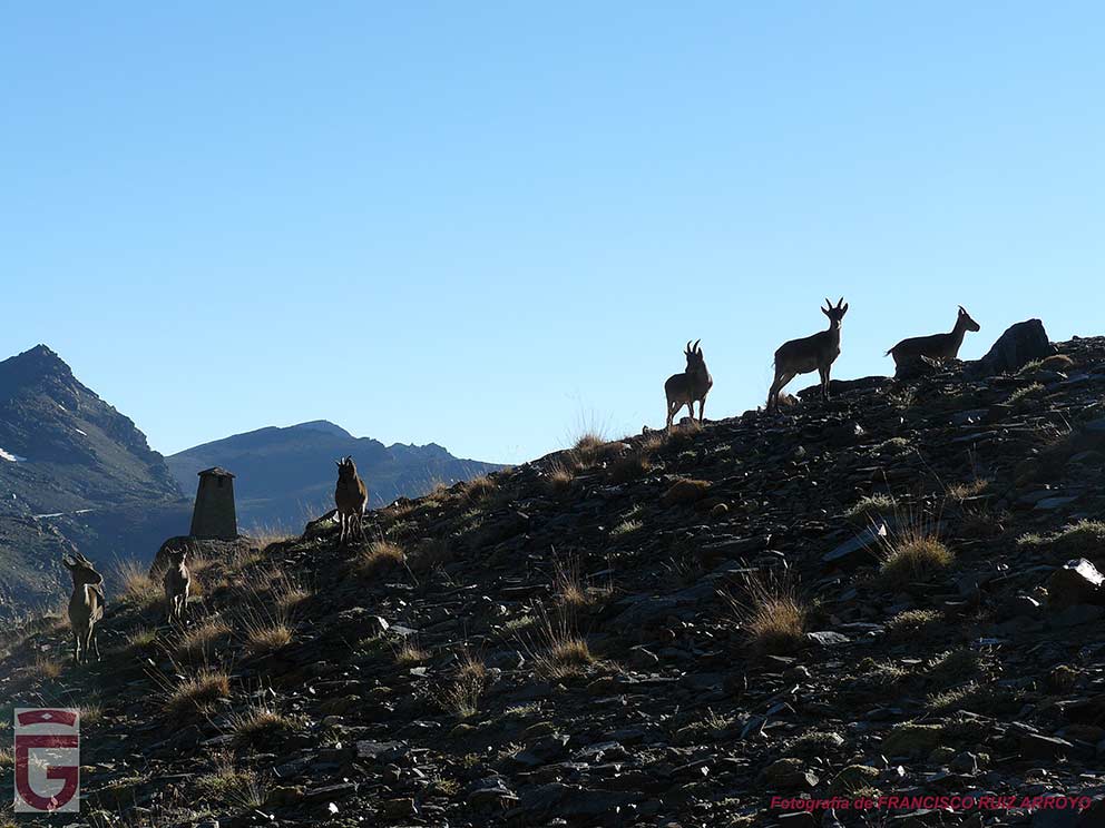 Cabras monteses en las inmediaciones de la Laguna y del Refugio-vivac del Caballo (puntos 39 y 40)