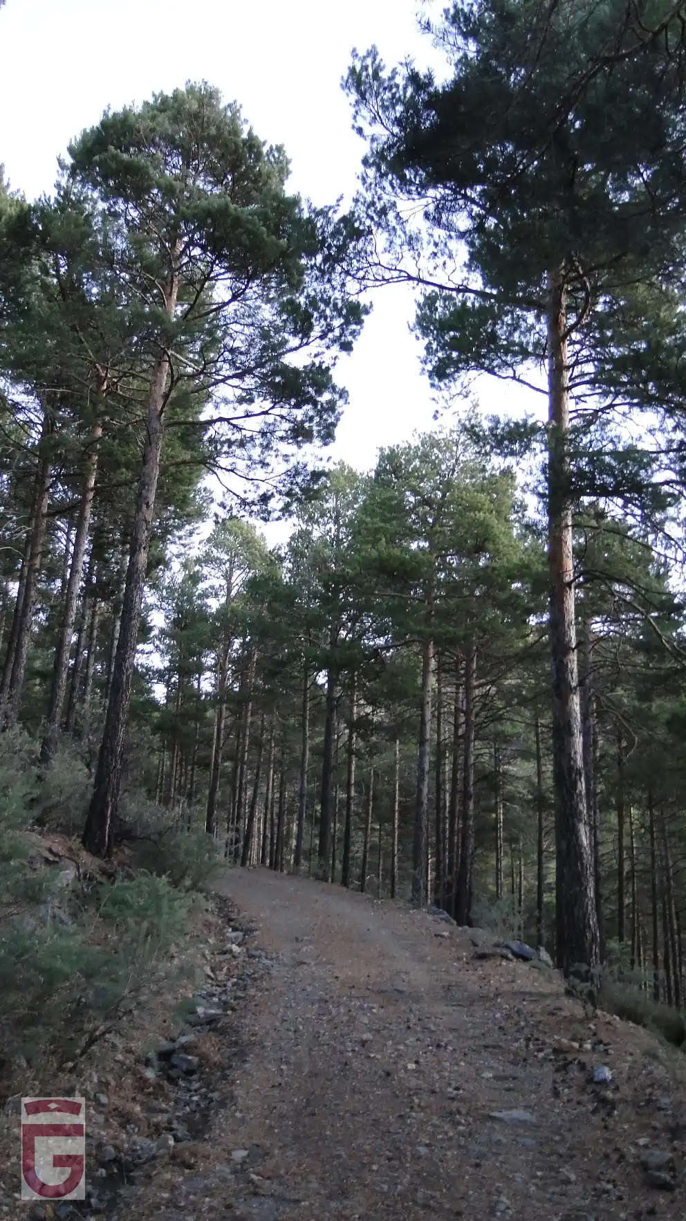 Bosque de pinos carrascos al comenzar la ruta