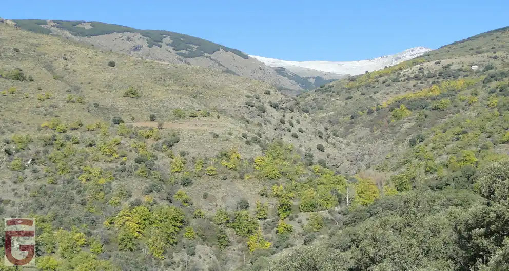 Castañares del Valle del Río Laroles