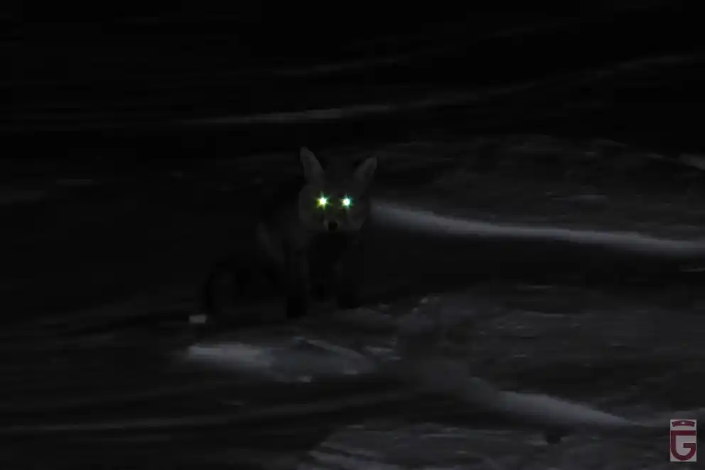 Un zorro, visitante nocturno habitual