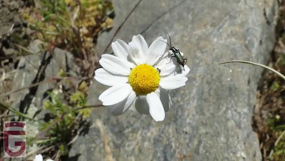 Escarabajo Malaquita sobre una flor de Manzanilla Común  o Camomila