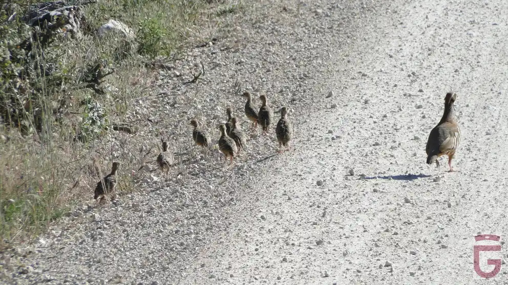 Familia de perdices en el camino de las Parideras